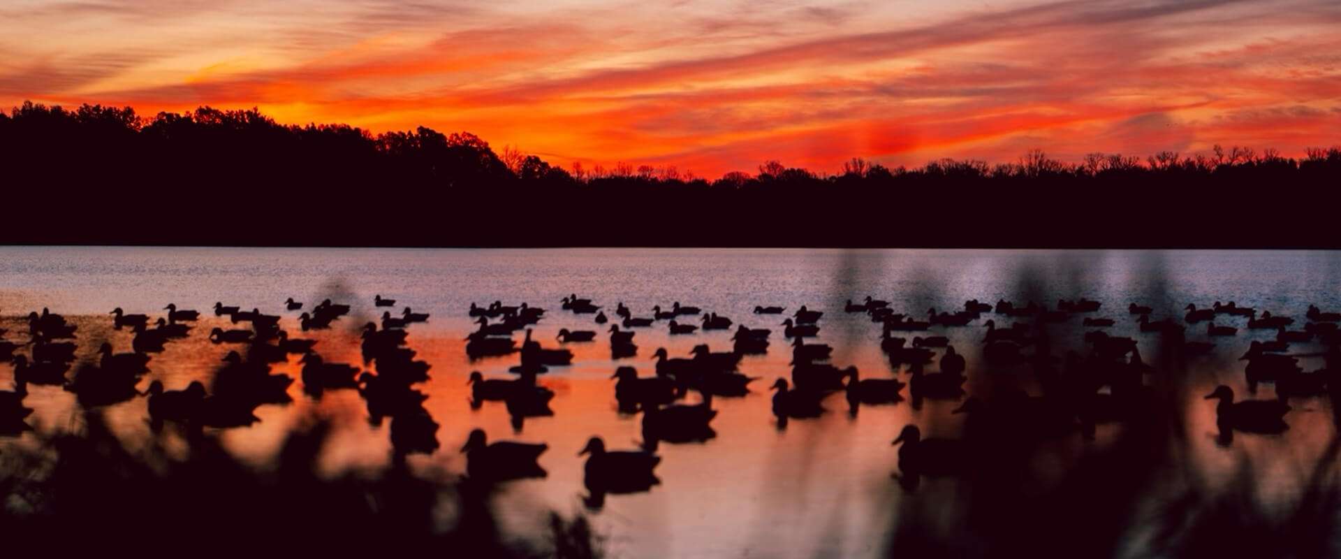 6.jpg Duck Hunting